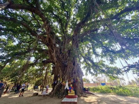 Bodh Gaya, az öreg Banyan fa